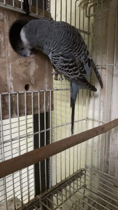 Um casal piriquitos ingles de bom porte pronto a criar e macho sozinho