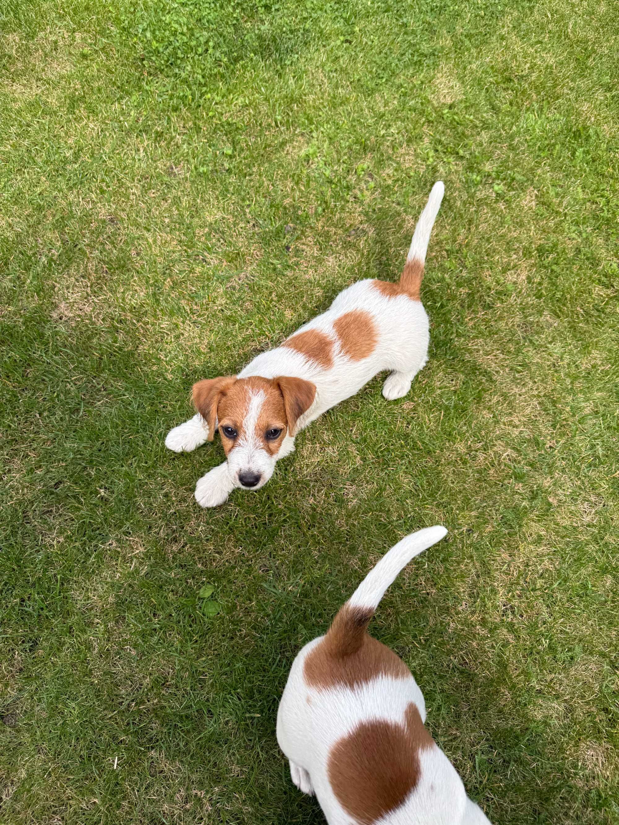 Jack Russell Terrier SUCZKA od #Smartie Jacks# pure breed FEMALE