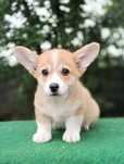 Welsh Corgi Pembroke chłopczyk ZKWP
