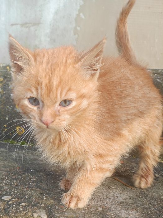 Rudy kocurek szuka domu