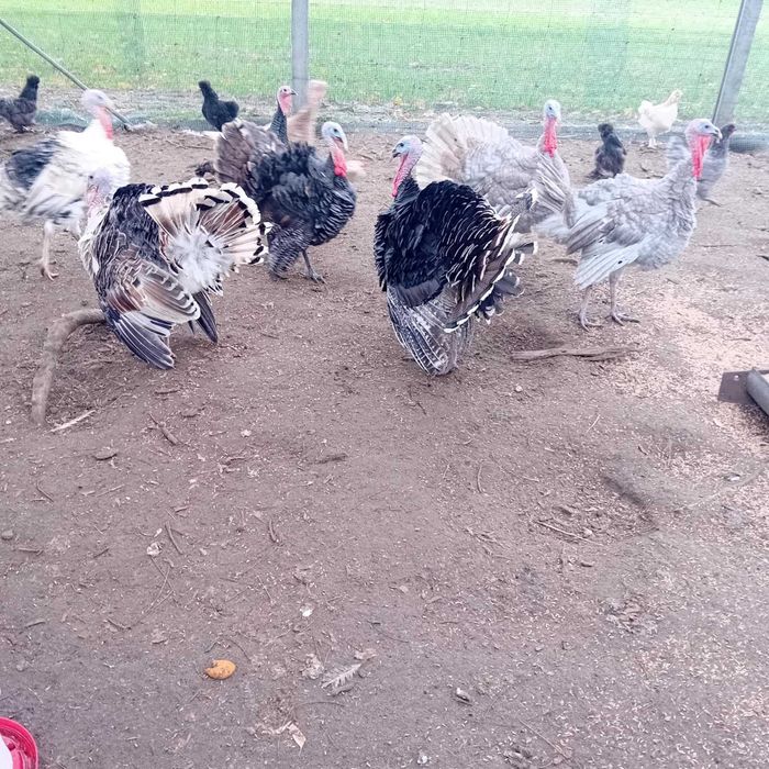 Sprzedam indyki tegoroczne