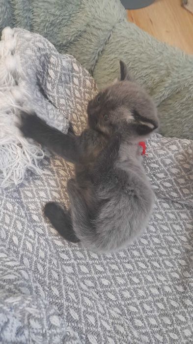 Kotki brytyjskie bez rodowodu