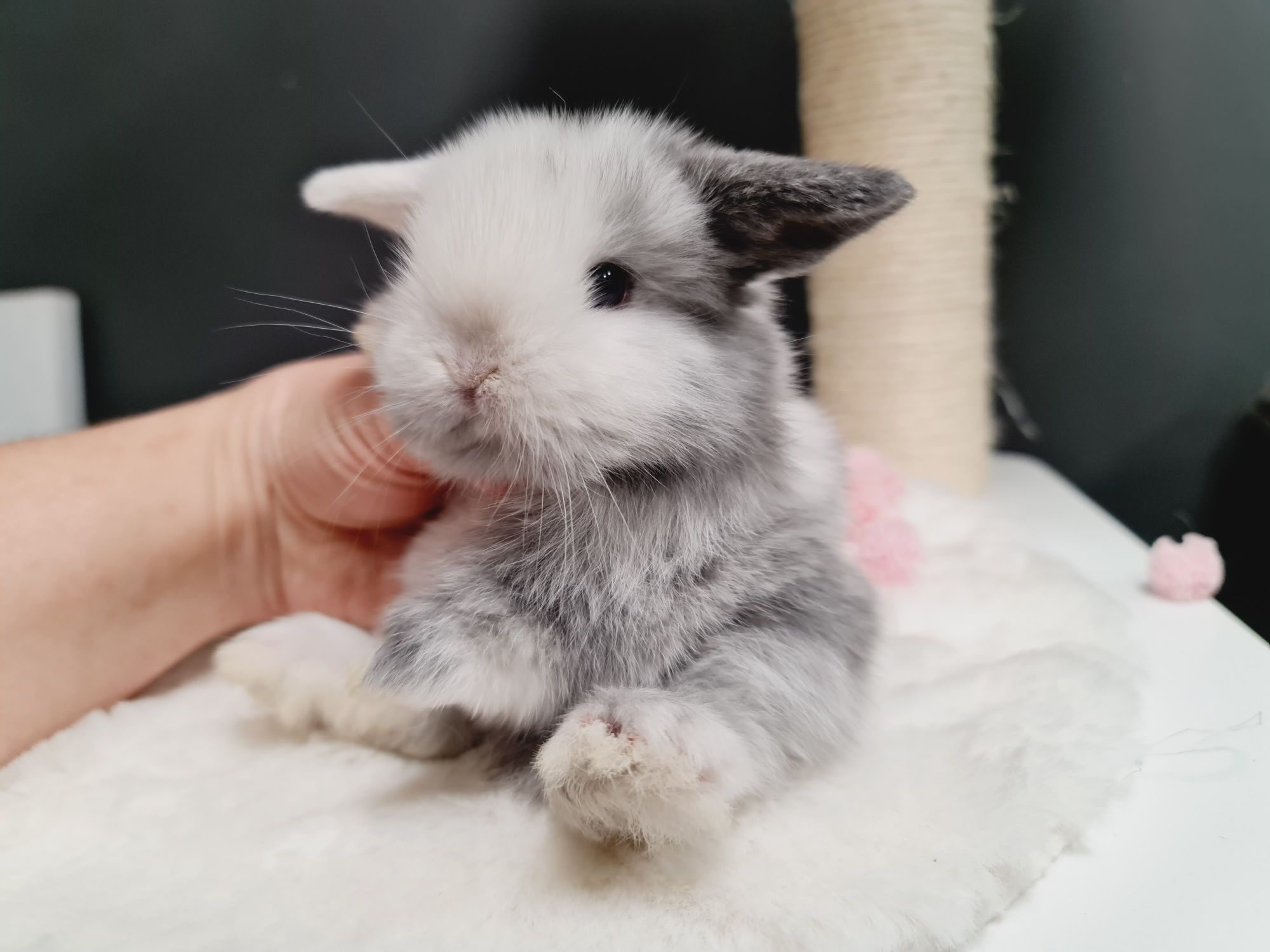 Mini lop królik króliczek miniaturka hodowla transport