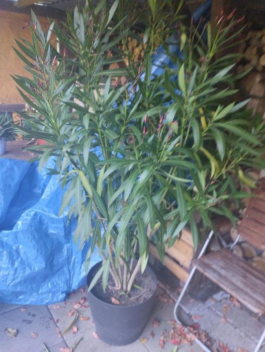 Różowy Oleander 150 cm