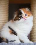 Szkocka zwisłoucha koteczka do odbioru, Scottish fold