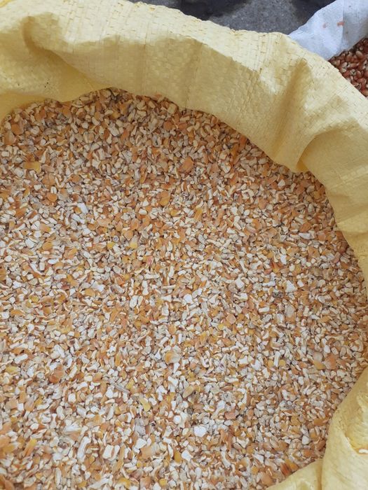 Kukurydza drobna dla ptaków