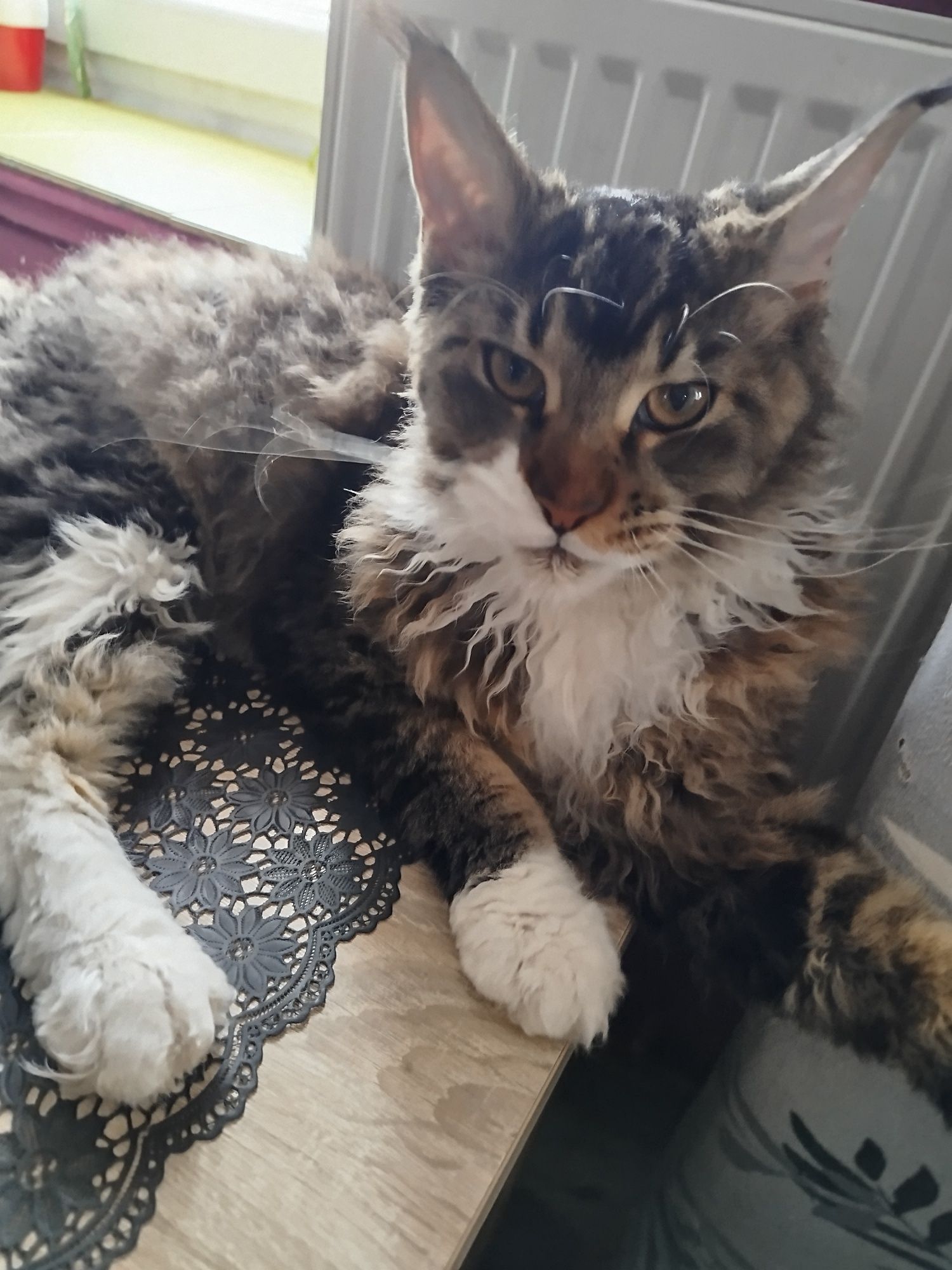 Kotka balbinka Maine coon