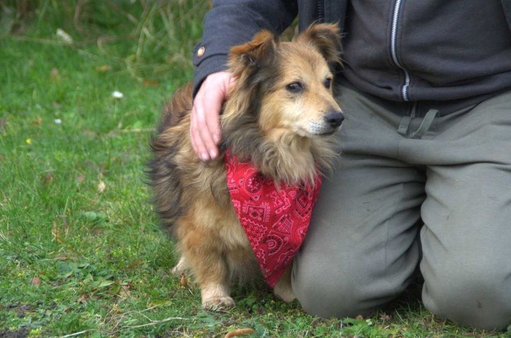 Malutki niewidomy piesek Kapi szuka domu na zawsze!