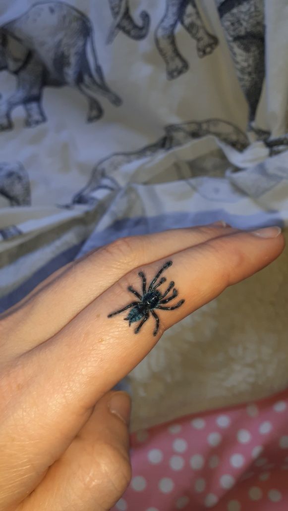 Caribena versicolor L2 + pojemnik+ karaczany