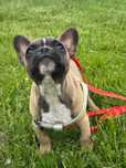 Buldog francuski samiec