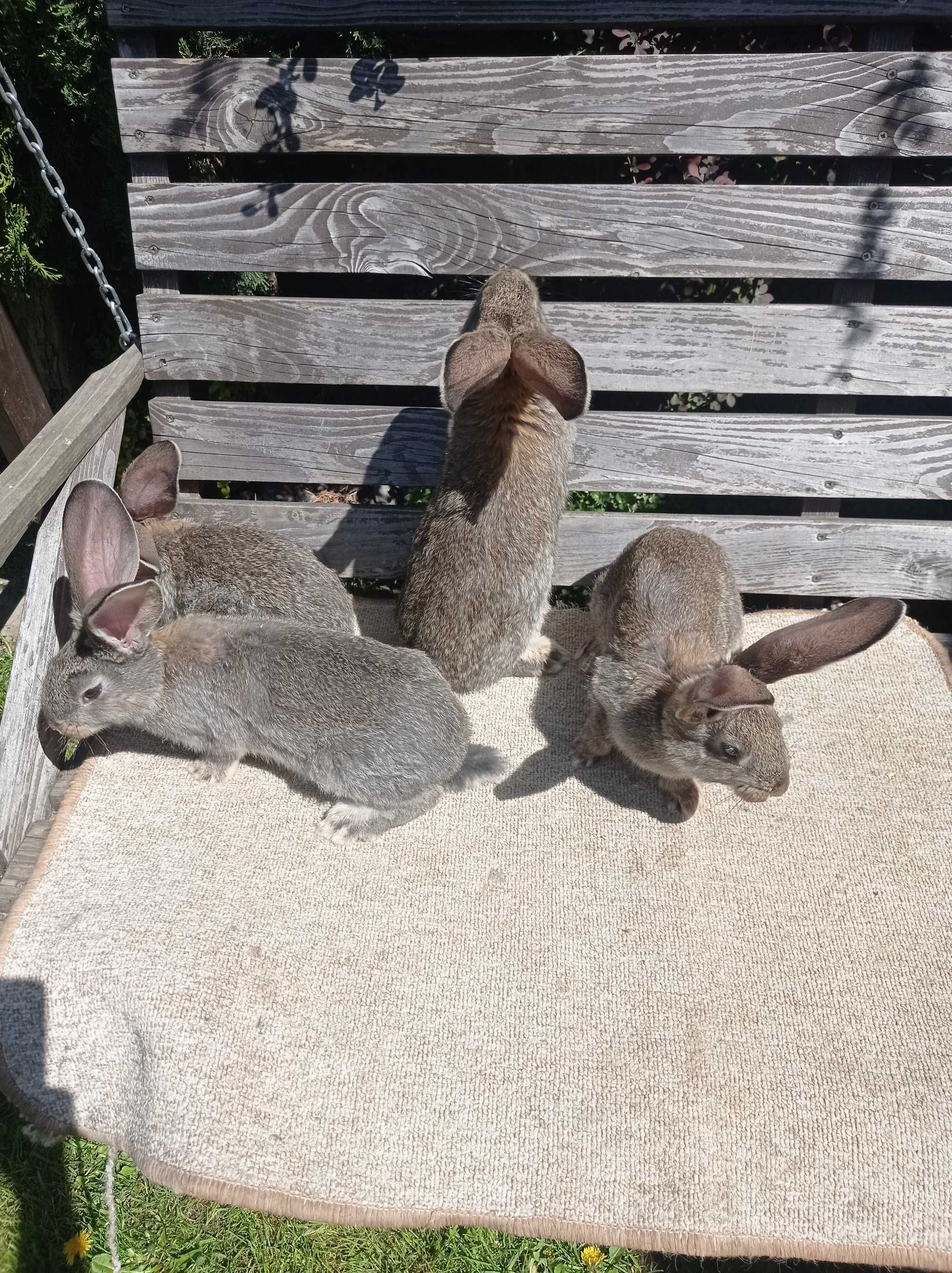 Кролики породи Фландер
