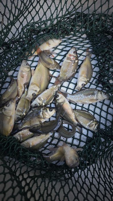 Karp amur karaś popsolity