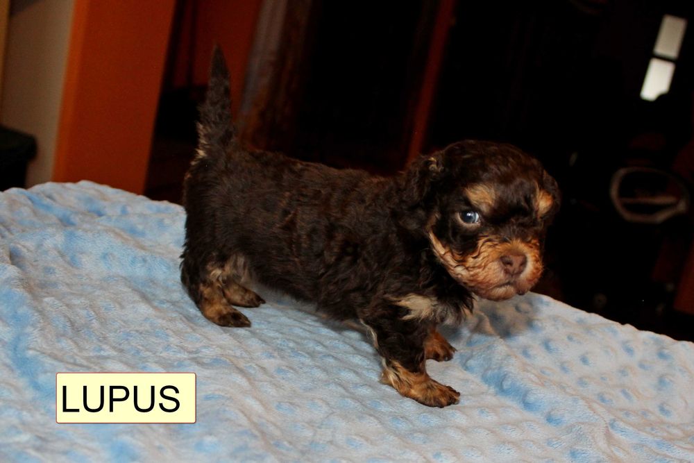 Szczeniak Hawańczyk z rodowodem