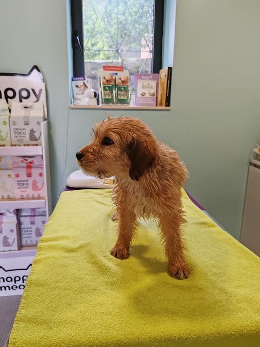 Dou cachorros porte médio