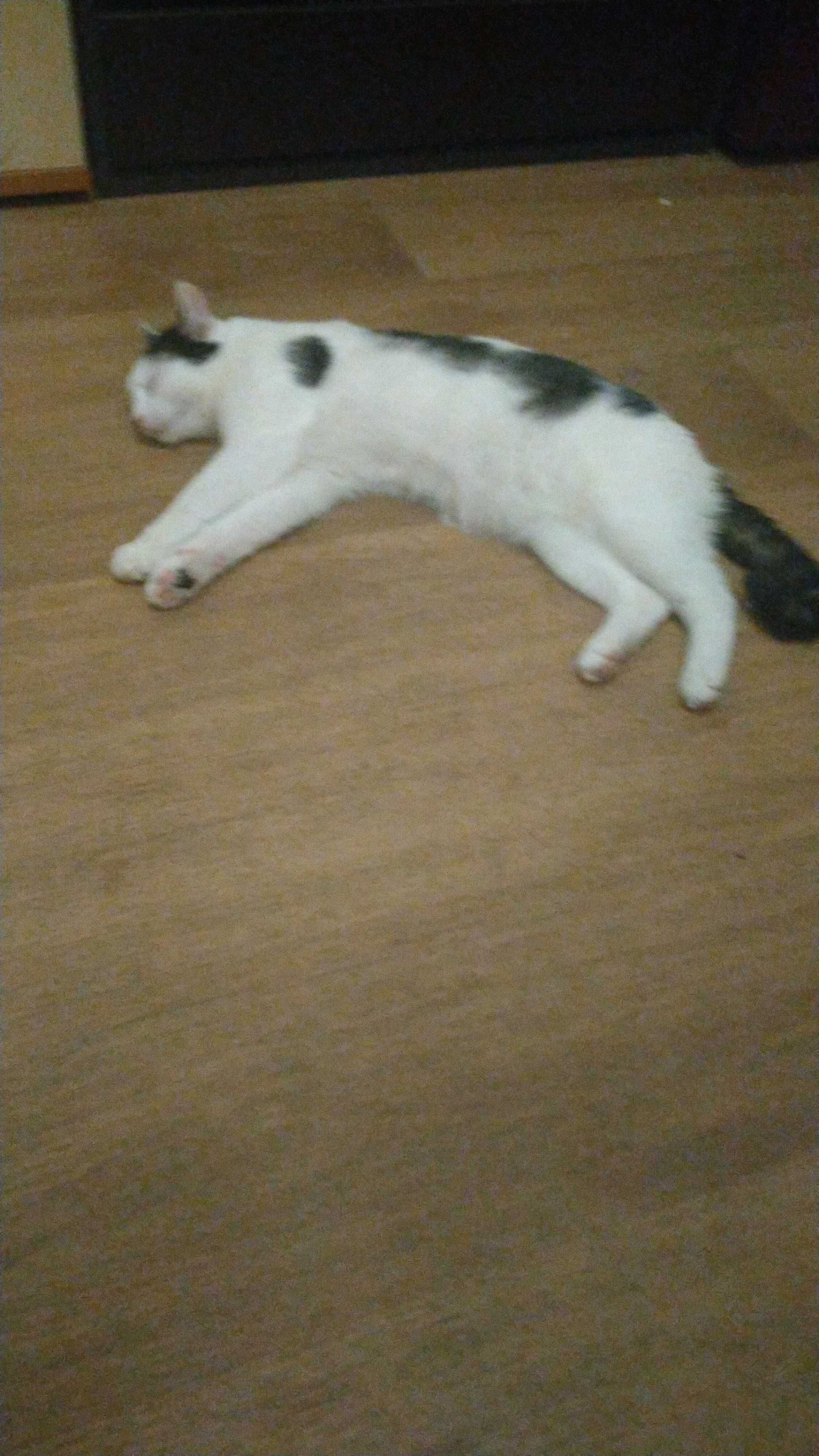 Zaginiony Kocurek
