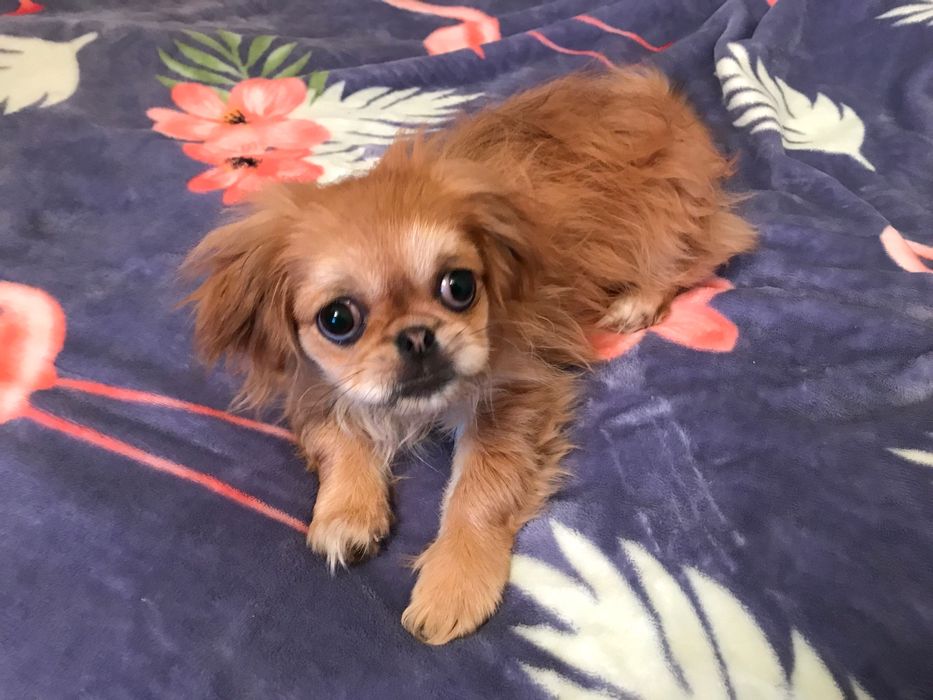 Пропала собака пекинес на Сталеваров