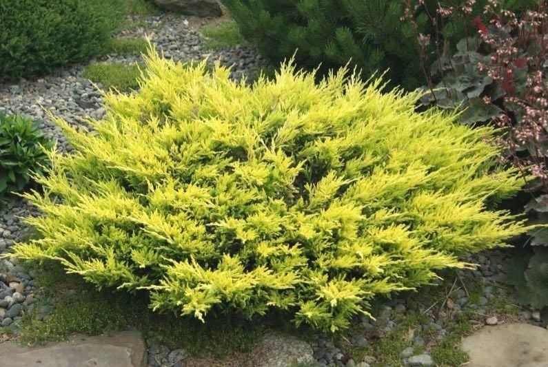 Можжевельник Lime glow,китайский Strikta