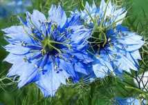 Sementes flor das fadas