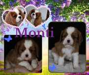 MONTI - Cavalier King Charles Spaniel ZKwP/FCI