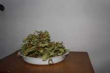 Lipa   suszona  50 gr