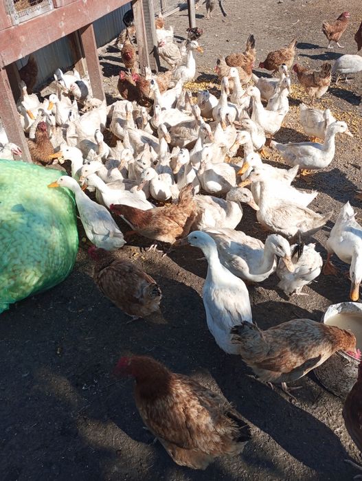 Kaczki mięsne swojskie