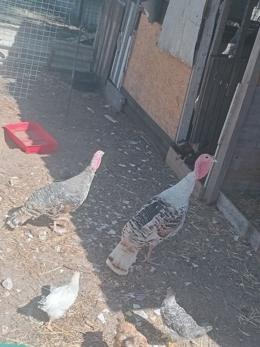 Vendo casal de perus adultos