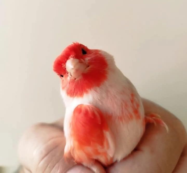 Canários,  mandarins