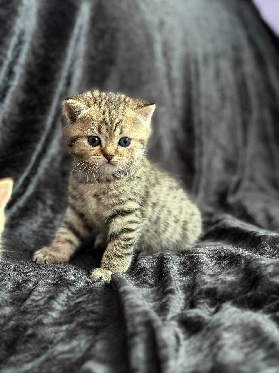 Kocięta szkocki (scottish fold, scottish straight)