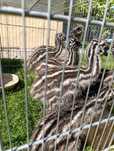 Emu, młode strusie.