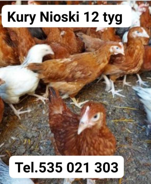Kury Nioski 12 tyg