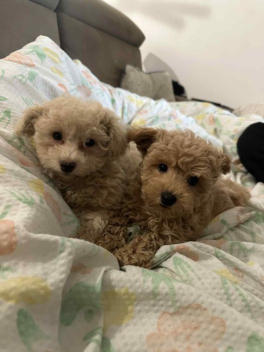MALTIPOO 1FB - 2 suczki 6000 ruda 5500 biała do negocjacji