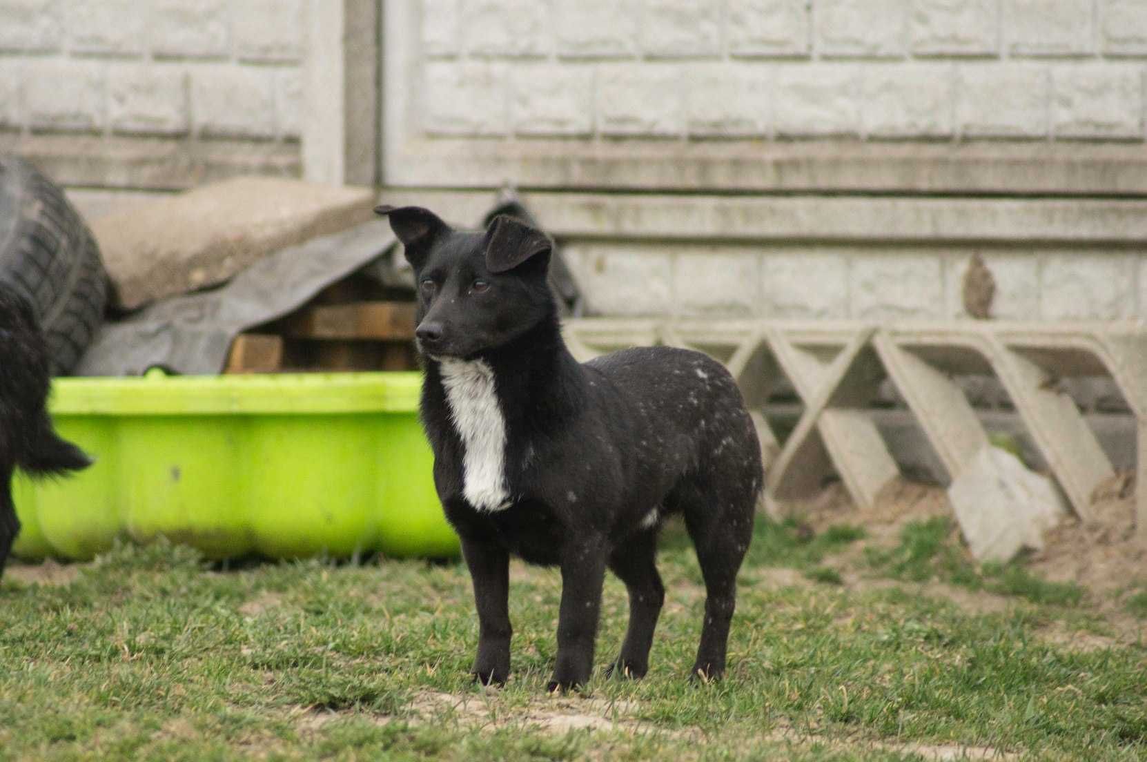 Chojrak - maluch czarny w białe kropki ! do pilnej adopcji !