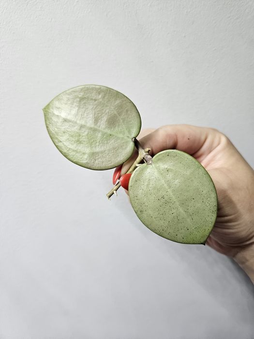 Hoya verticillata silver