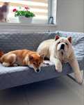 Hotel domowy dla psów Dog Holidays