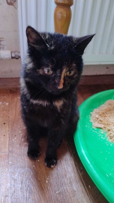 Трьохмасна  кішка