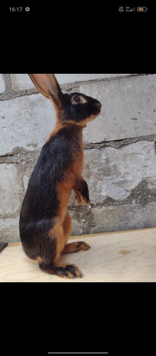 zajęczak czarny podpalany