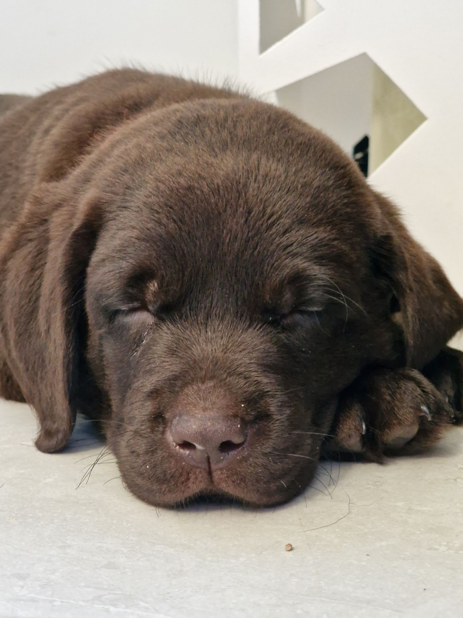 Labrador retriever szczeniak zkwp śląskie