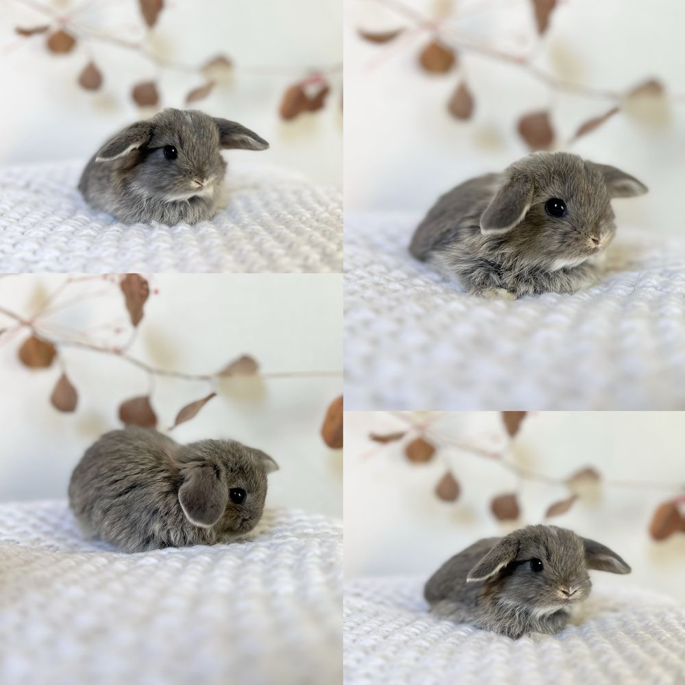 Mini Króliczki ras: Mini lop i Karzełki Teddy Gotowe do odbioru