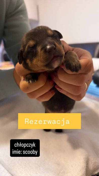 małe pieski (chłopaki) do oddania na początku grudnia