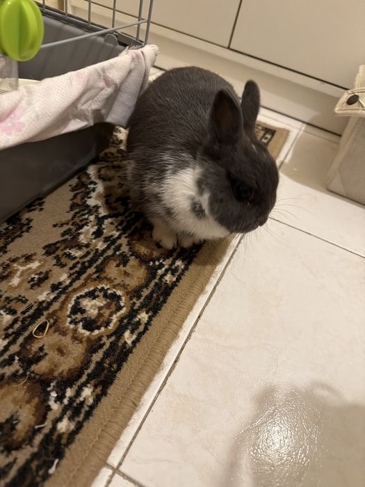 Coelho Anão Com Gaiola