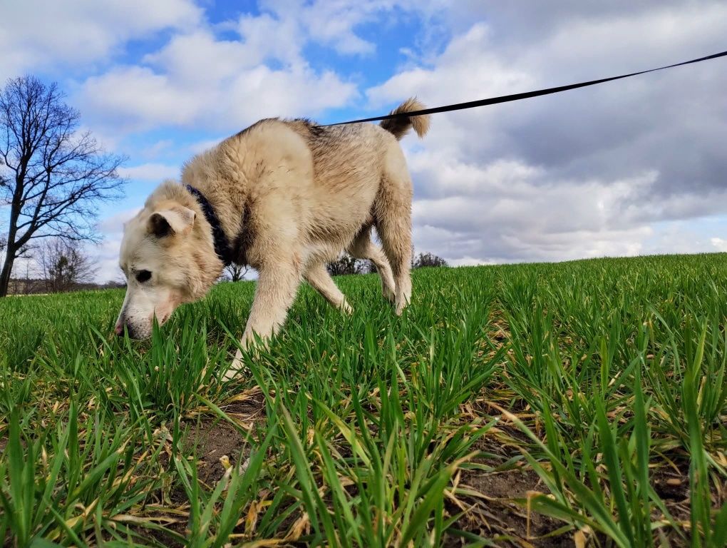 Koral do bezpłatnej adopcji