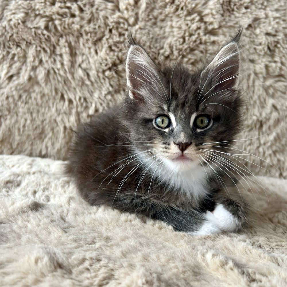 Szara kotka Maine Coon