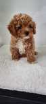 Maltipoo chłopiec F1 xxs