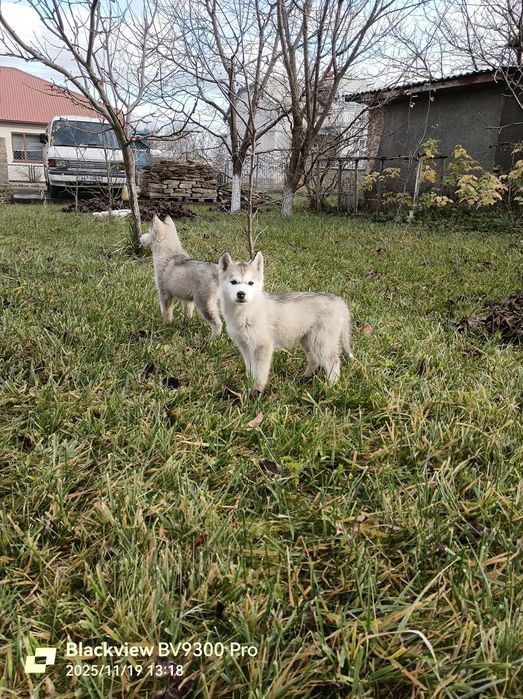 Подаруємо цуциків хаскі..на Святого Миколая))