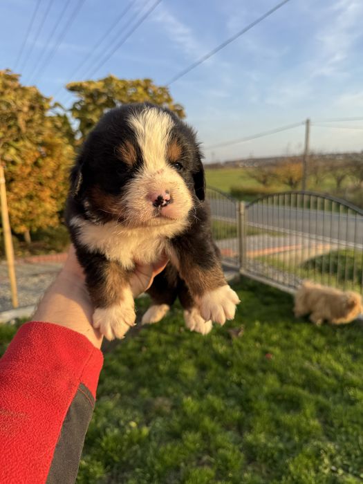 Piękna Suczka Berneński Pies Pasterski Chip,Rodowód,Książeczka!!