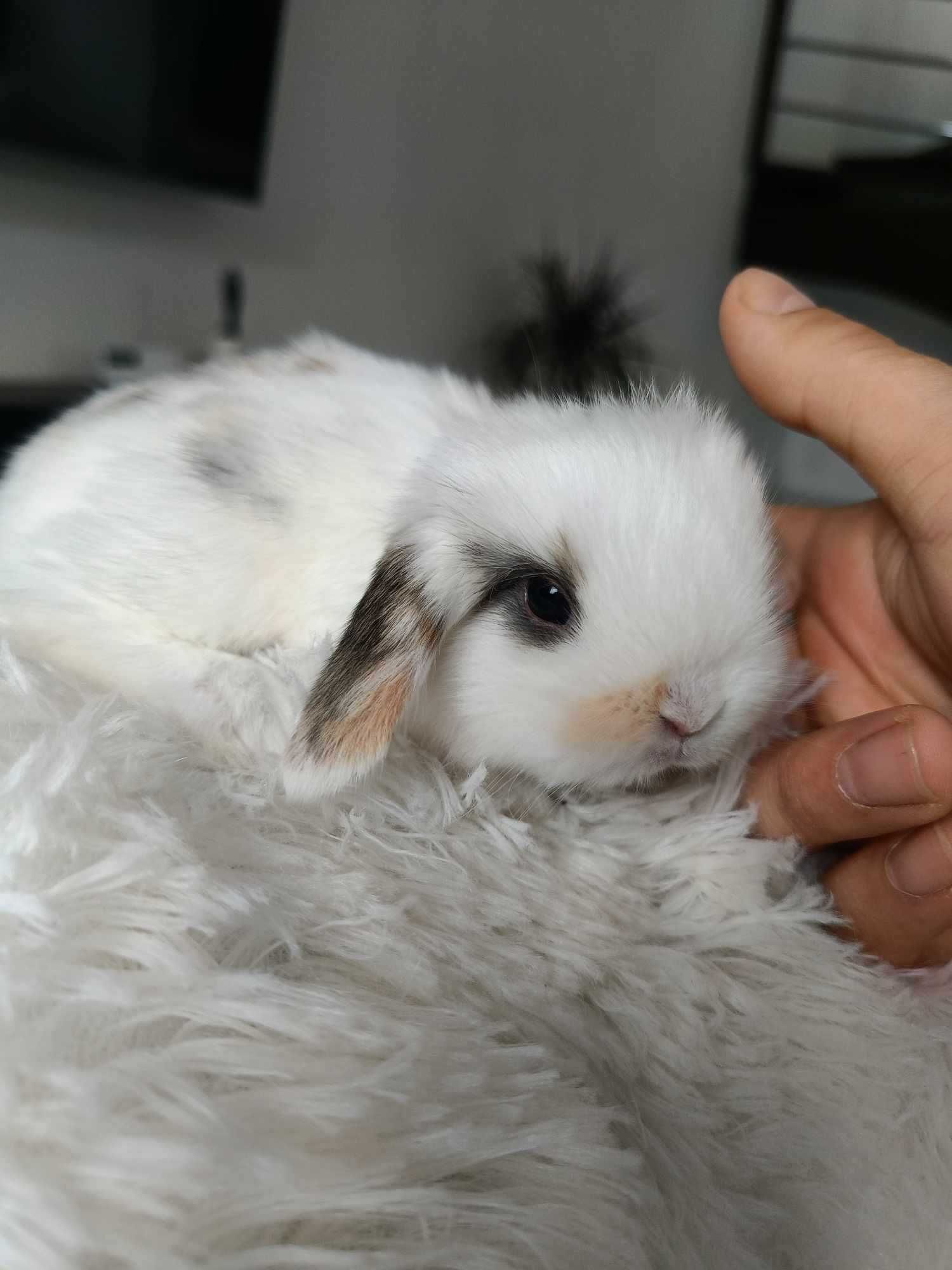 Mini lop karzełek Teddy hodowla zarejestrowana