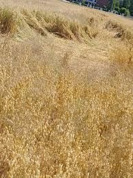 owies po c1 ozimy zimowy Snowbird