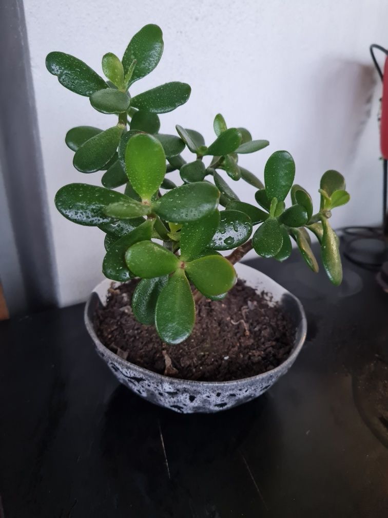 Suculenta bonsai