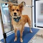 Cão meigo para adoção