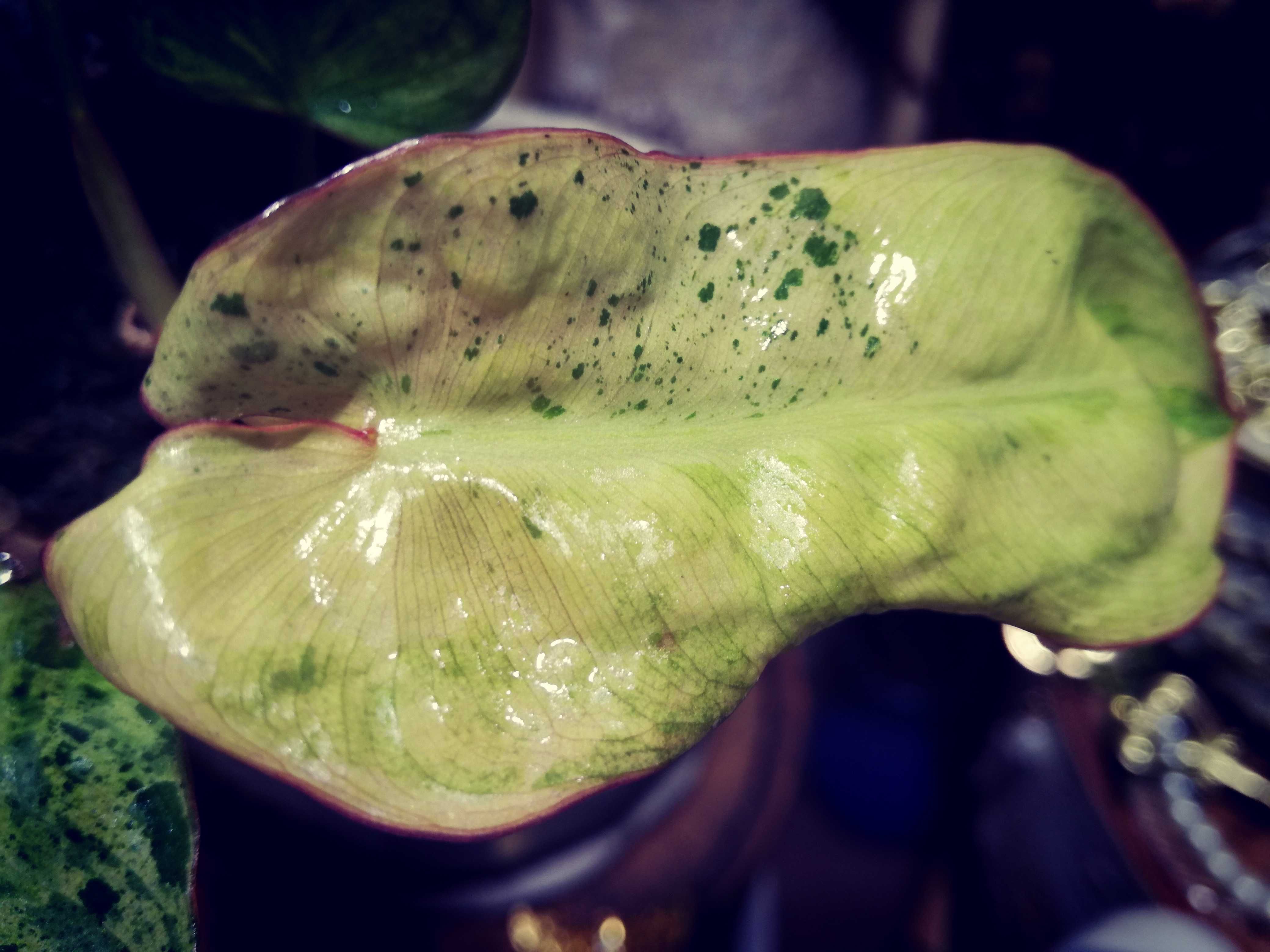 Philodendron Paraiso Verde ALBO Variegata UNIKAT NOWY LIŚĆ ! monstera
